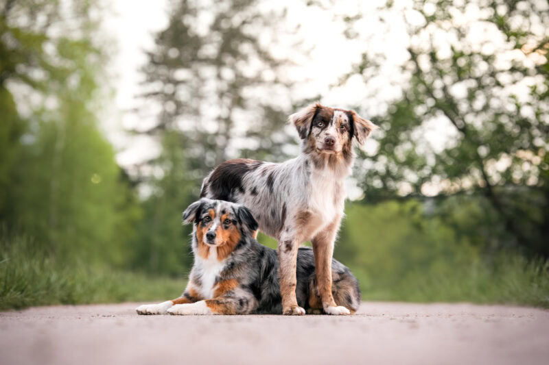 Fotoshooting mit 2 Mini Aussies in der Schweiz