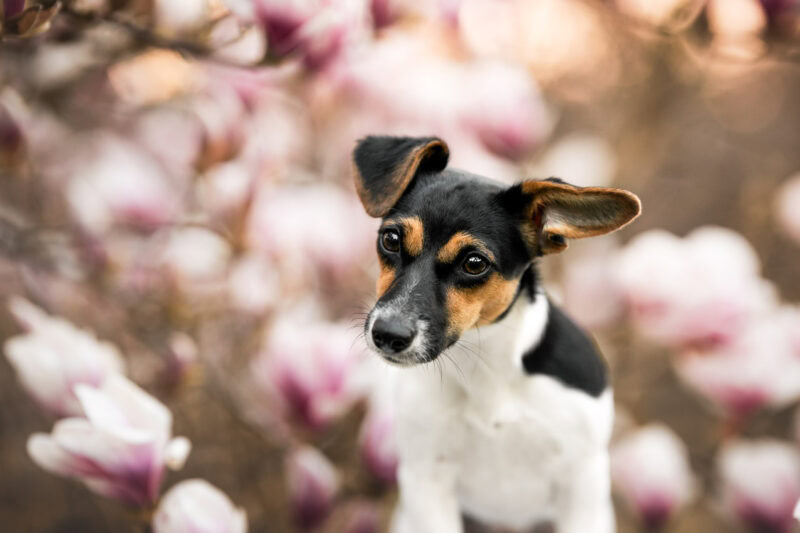 Jack Russel Welpe in der Magnolie Hundefotografie Schweiz