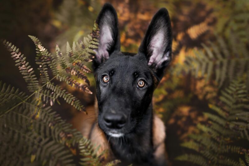 Malinois Welpe Hundefotografie Schweiz
