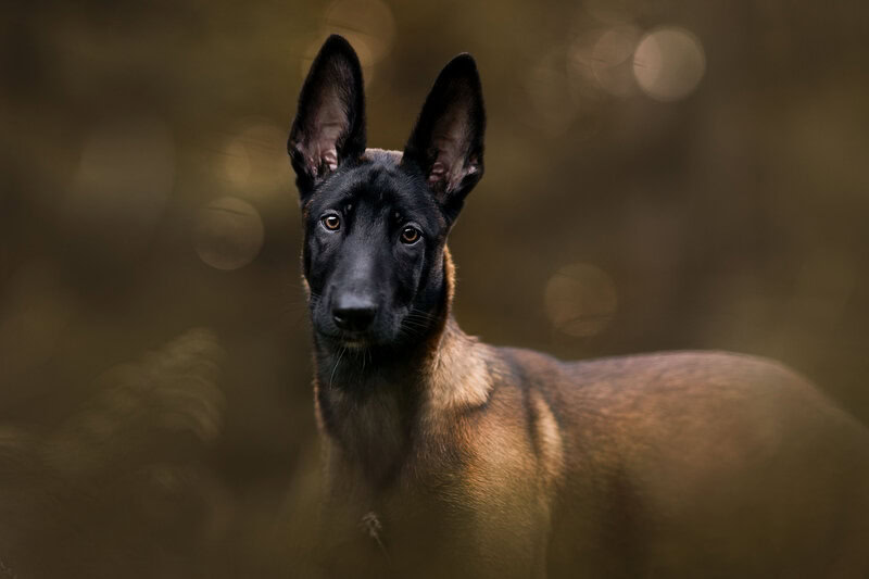 Hundefotoshooting Welpe Schweiz Bern Basel Welpenfoto