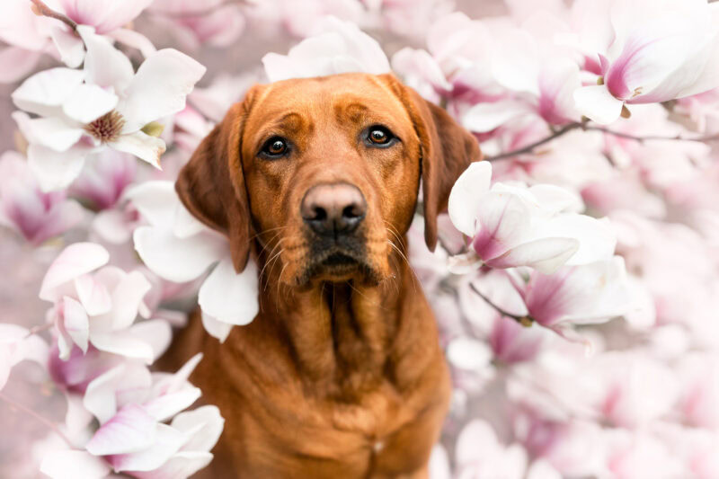 Magnolien Fotoshooting Hund Schweiz Hundefotoshooting