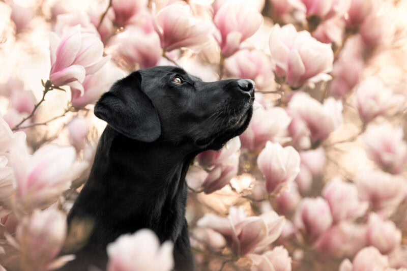 Hundefotoshooting Magnolie Schweiz