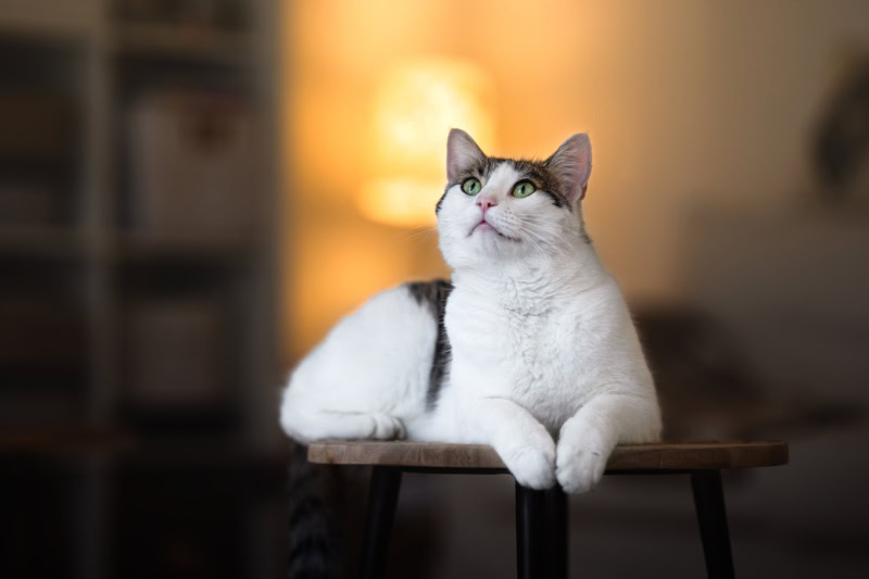 Katze Katzenfotoshooting Schweiz