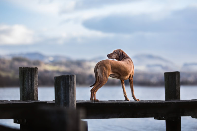 Weimaraner Mischling stehend