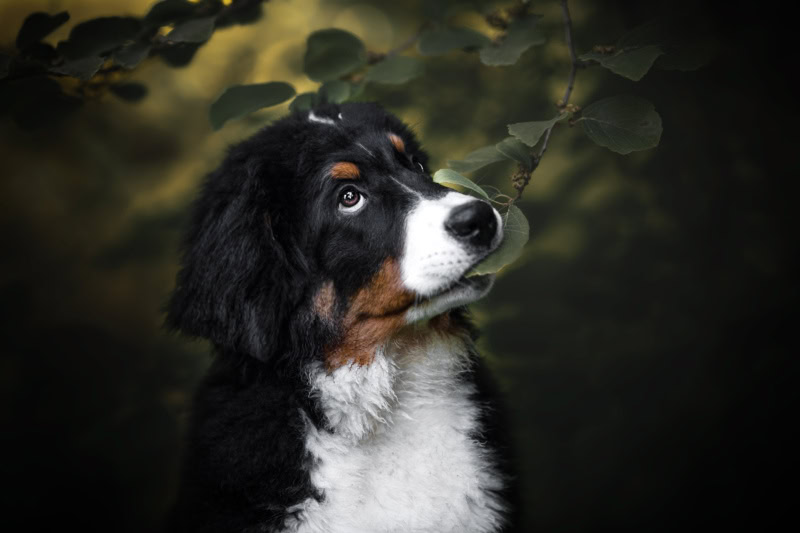 Berner Sennenhund Welpe kaut am Blatt