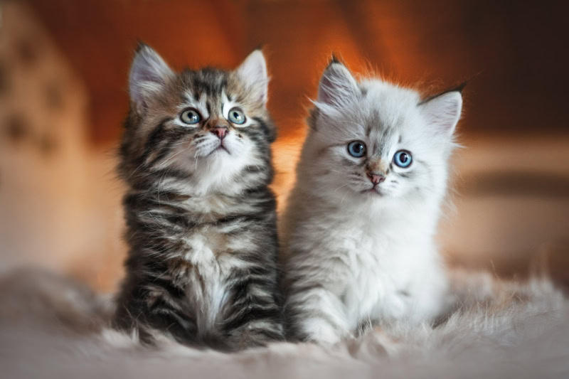 Fotoshooting mit Baby Katzen Katzenfotografie Katzenfotoshooting Schweiz