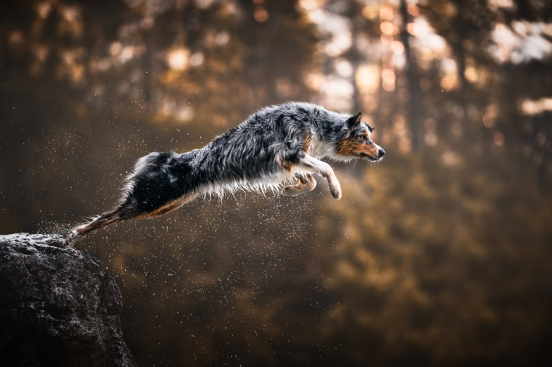 hundefotoshooting schweiz fotoshooting mit hund australian shepherd