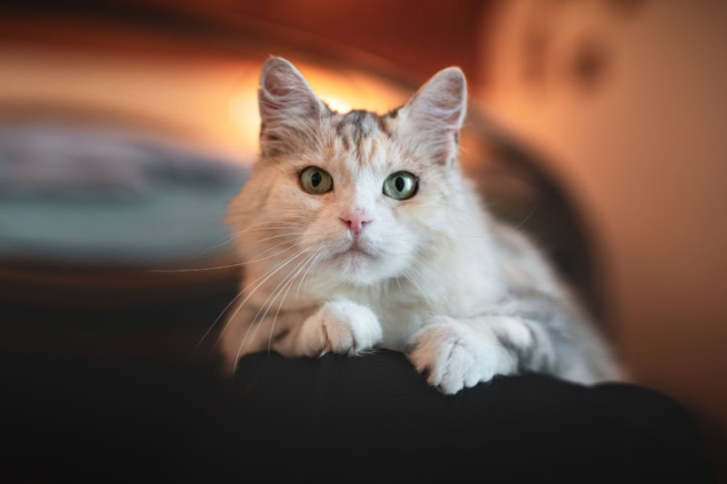 katzen fotoshooting schweiz