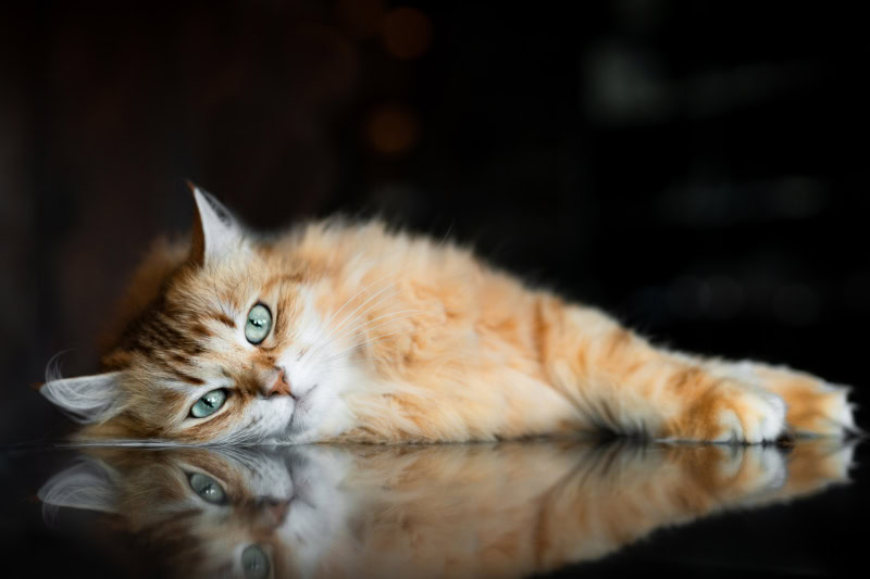 sibirische Katze spiegelt sich auf Steintisch Katzenfotografie Schweiz Photo-Passion Denise Czichocki
