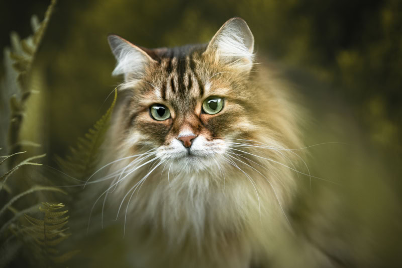 Fotoshooting mit Katze Katzenfotografie Katzenfotoshooting Schweiz