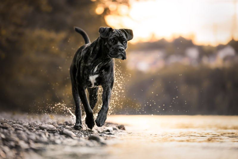 continental bulldog mischling rennt durchs Wasser