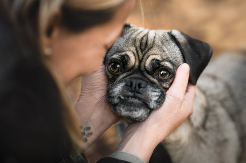 Retromops liegt mit seinem Kopf in den Haenden seines Frauchens