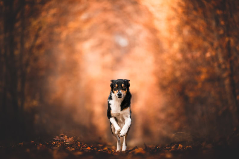 Bordercollie rennt durch Laubwald Hundefotografie in der Schweiz