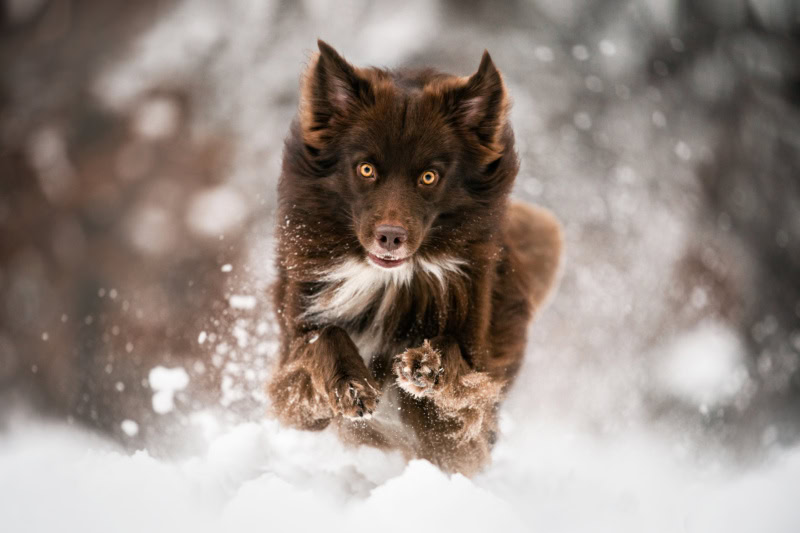 Hundefotoshooting Schweiz Fotoshooting mit Hund im Schnee