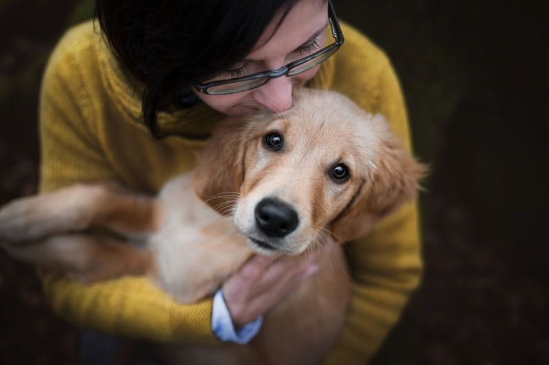 Golden Retriever Welpe Hundefotografie in der Schweiz Photo-Passion