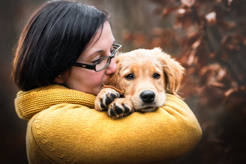 Golden Retriever Welpe liegt im Arm Hundefotografie in der Schweiz