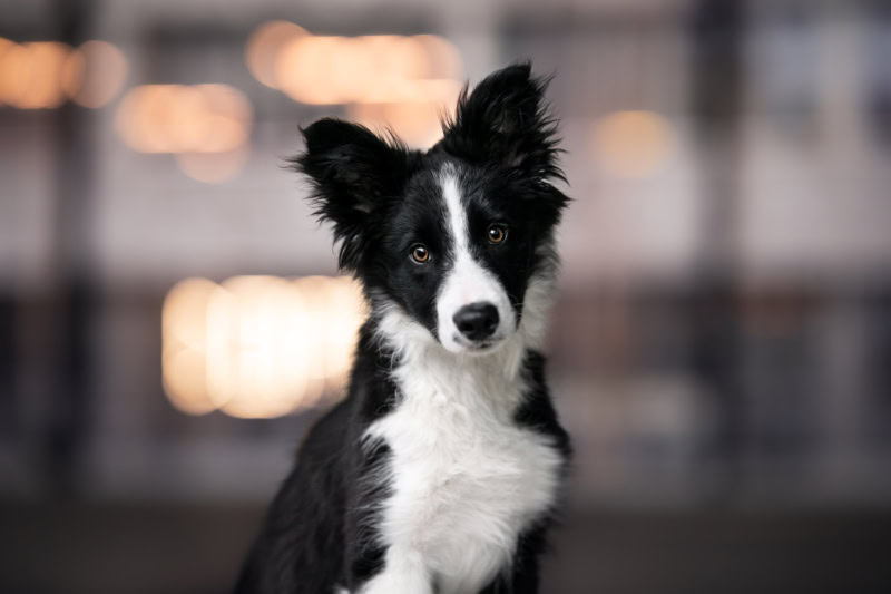 Welpen Fotoshooting Schweiz