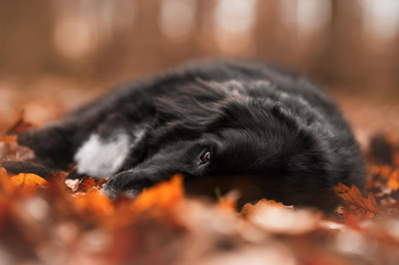 regenbogenshooting hund schweiz fotoshooting alter hund