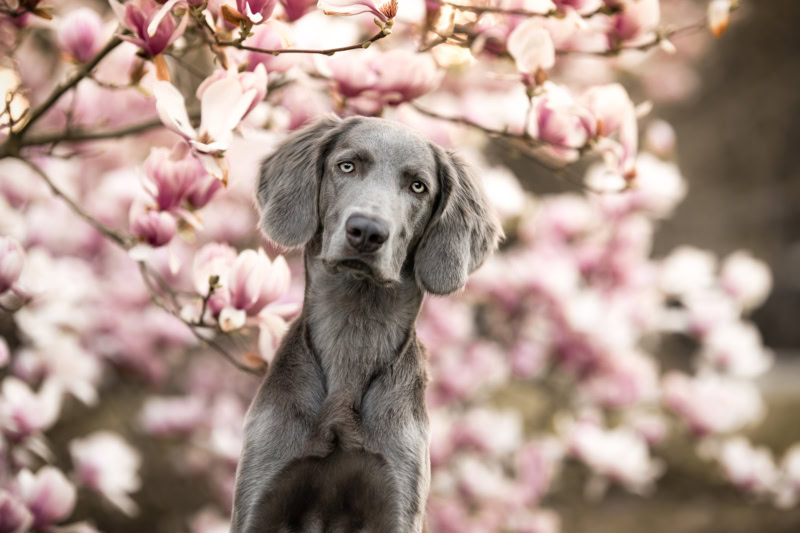 Langhaar Weimaraner sitzt in einer Magnolie Hundefotoshooting in der Schweiz Photo-Passion Denise Czichocki