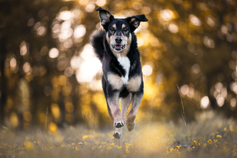 Hundefotografie Schweiz Hundefotoshooting Bordercolliemischling rennt durchs Gras
