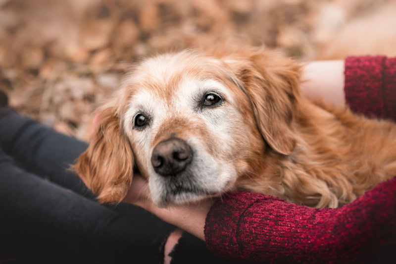 Hundefotoshooting in der Schweiz Golden Retriever