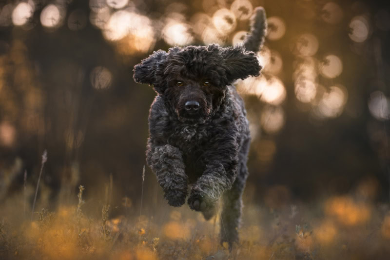 Labradoodle rennt Fotoshooting mit Hund Schweiz