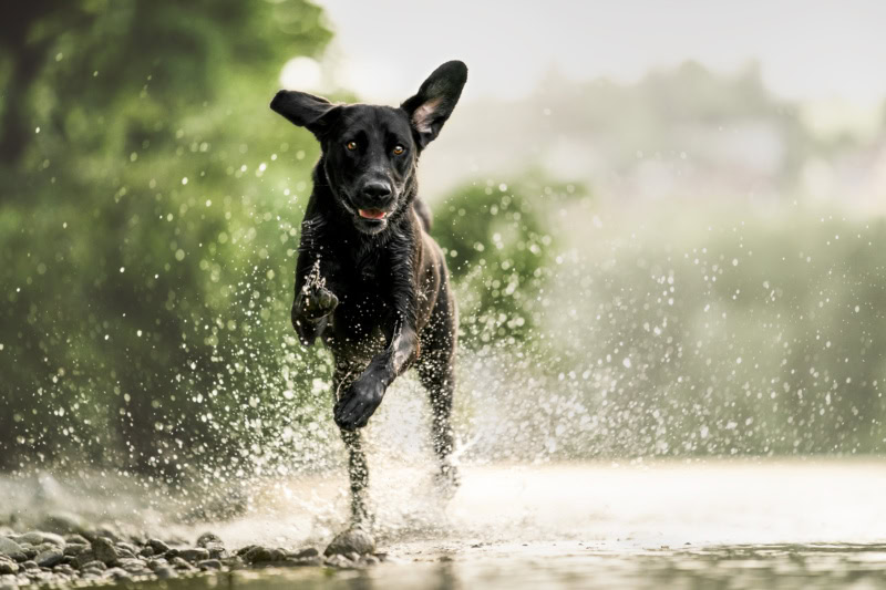 Hundefotoshooting Fotoshooting mit Hund Schweiz