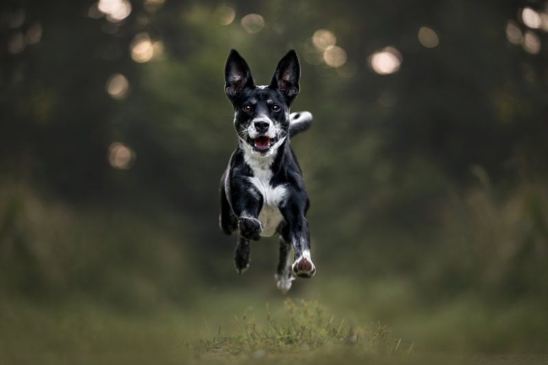 Fotoshooting Hund Schweiz