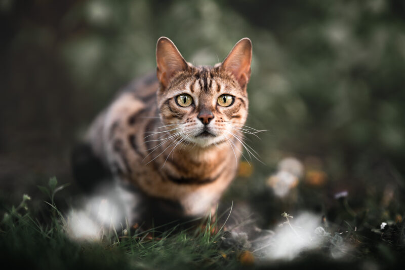 Fotoshooting Katze Schweiz Katzenfotografie Bern Luzern