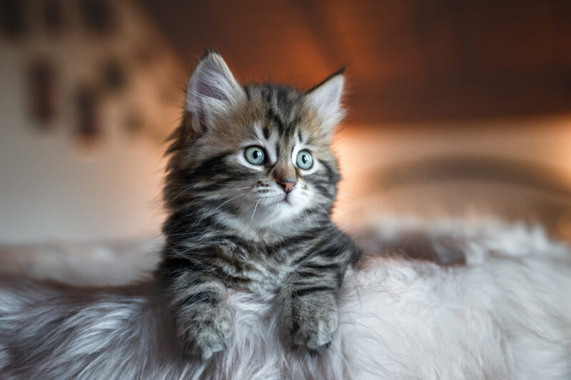 Babykatze Fotoshooting mit Katze Schweiz