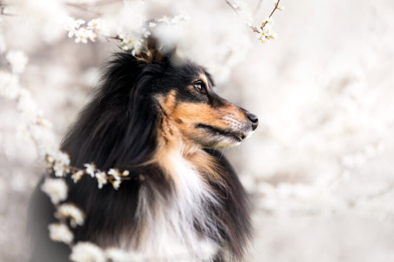 hundefotografie schweiz bern hundefotoshooting sheltie