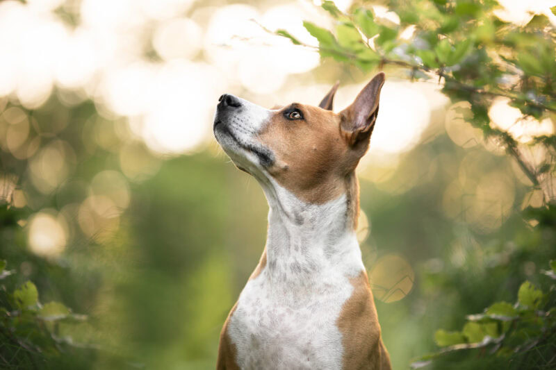 Hundeportrait Basenji Hundefotoshooting Schweiz Bern Basel