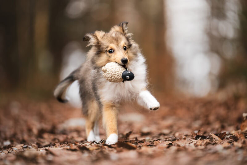Sheltiewelpe spielt und tobt