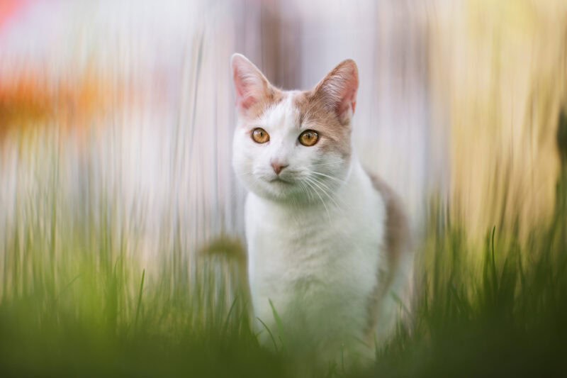 Katze im Gras Katzenfotografie