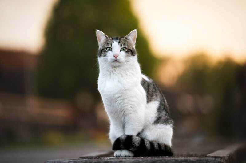 Katze sitzend Katzenfotografie