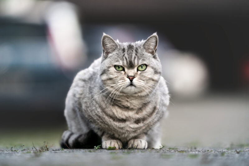 Katze sitzt im Hof Katzenfotografie