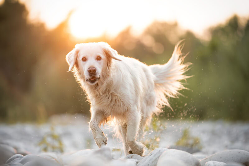 Golden Retriever rennt im Sonnenuntergang Hundefotografie