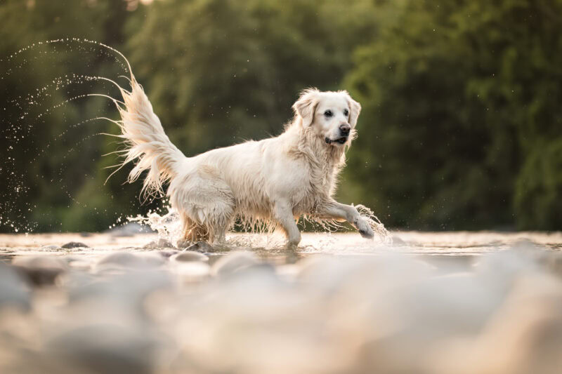 Golden Retriever springt im Wasser