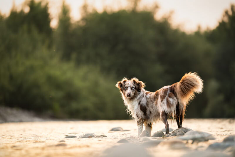 mini aussie am fluss hundefotografie