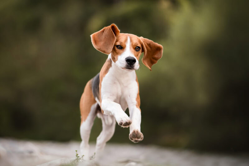 Hundefotos Hund rennt Beagle Hundefotoshooting
