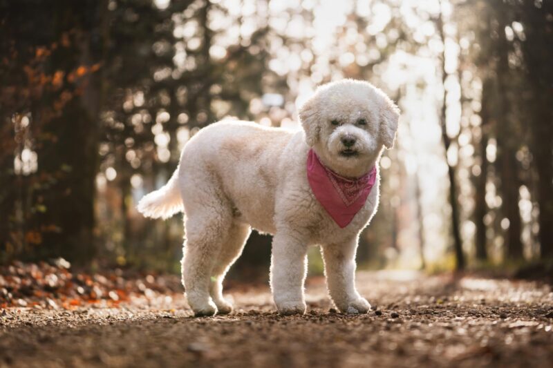 Weisser Lagotto Romagnolo mit rosa Halstuch steht im stimmungsvollen Gegenlicht bei einem Hundefotoshooting im Wald an der Emme nahe Biberist