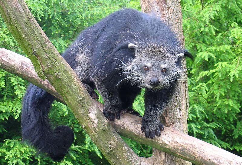 Unique Facts about Binturong