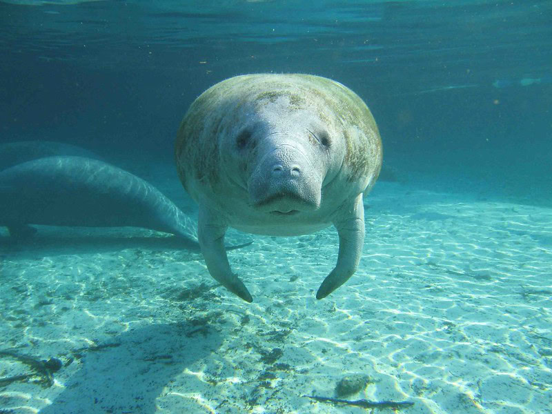 Manatee underwater