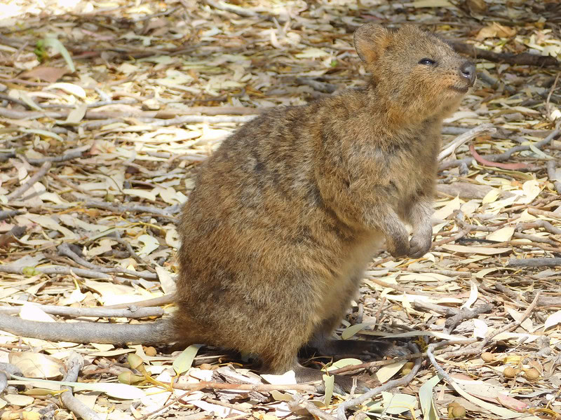Quokka