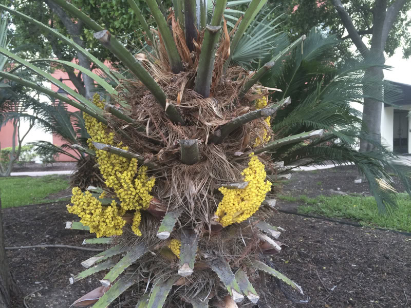 Palm bloom