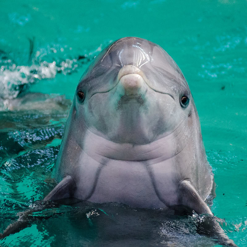 Dolphin looking at camera