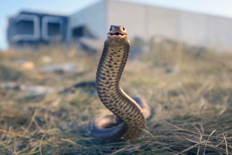 Rüyada Yılan Görmek Ne Anlama gelir? Rüyada Yılan Isırması!