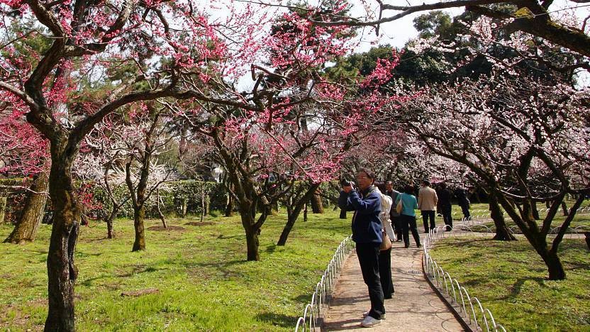 Arvore da fruta ameixa japonesa Arvore da fruta ameixa japonesa