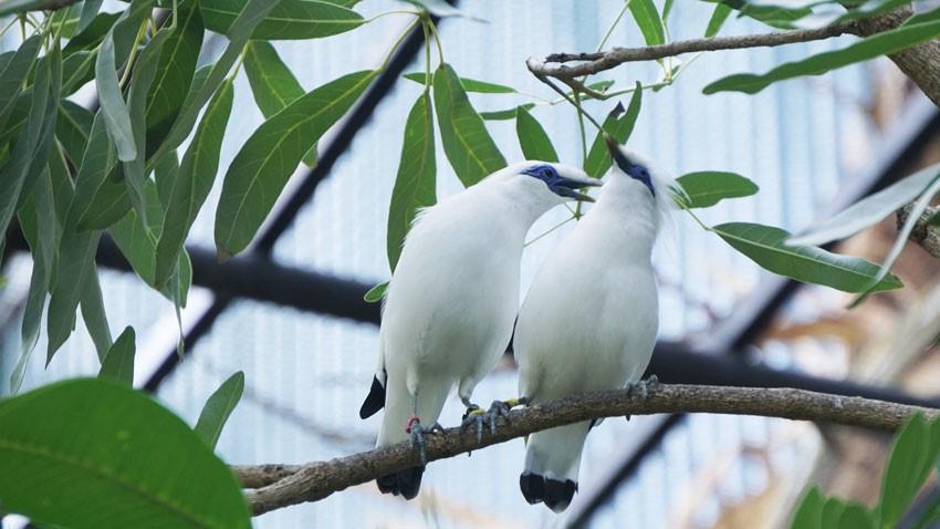 Behind the Scene Bird Watcher