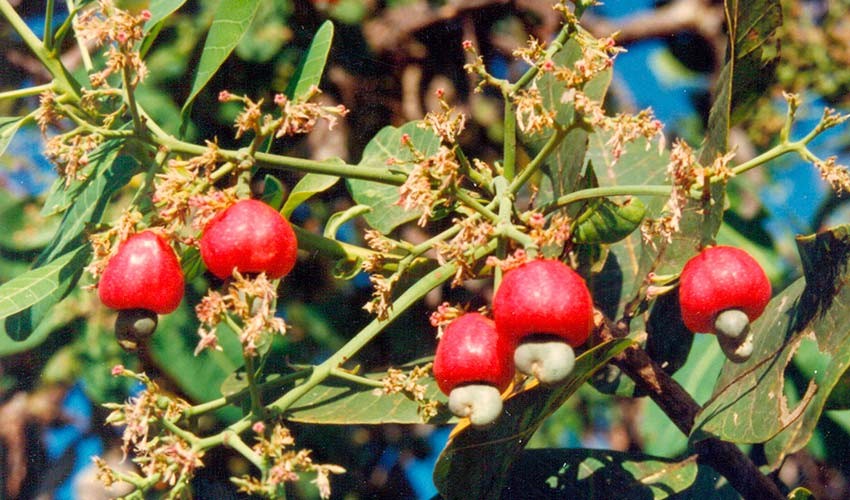 Cajuí Cajuí